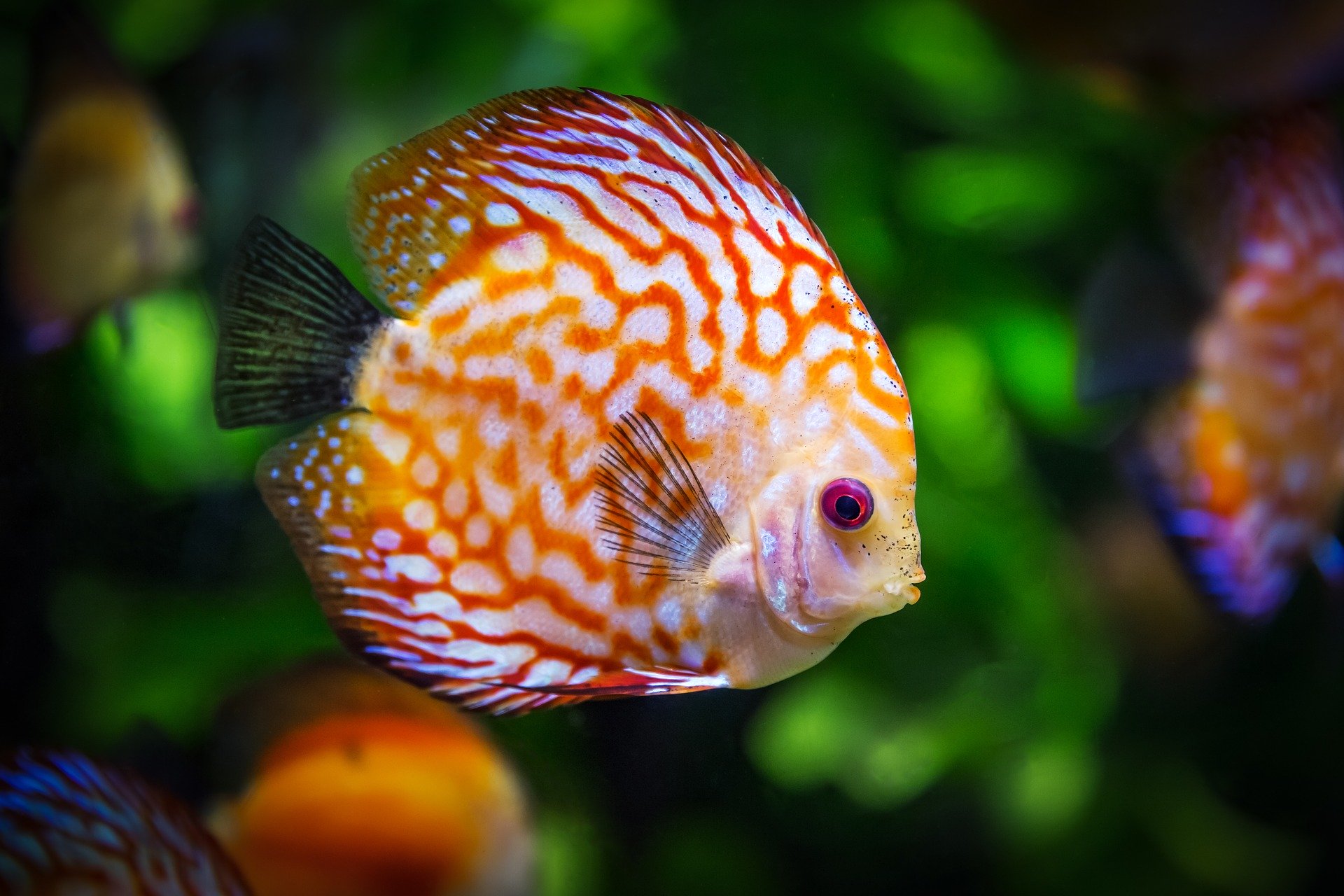 Fish - Frendy Pets
